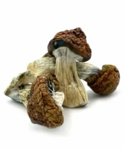 Blue Meanies Magic Mushrooms