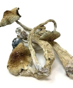 Golden Teacher Magic Mushrooms