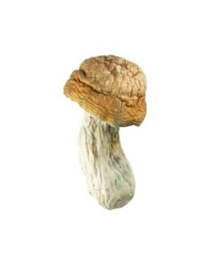 Gold member mushroom