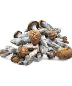 Malabar Magic Mushrooms