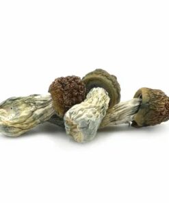 Penis Envy magic mushrooms