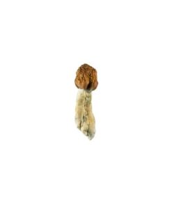 Vietnamese Cubensis